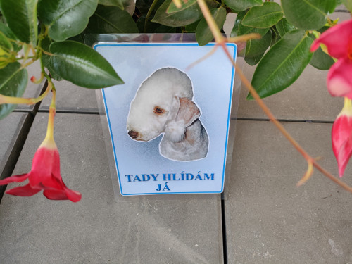 Cedule s bedlington teriérem