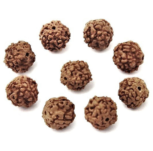 Přírodní korálky rudraksha větší - 10 kusů
