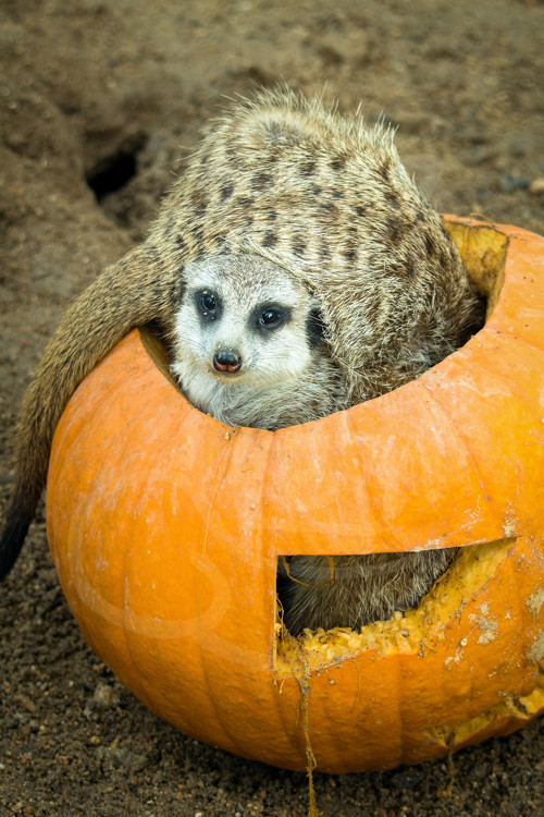Krásný surikatí Halloween!