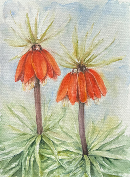 Řebčík královský (duben)