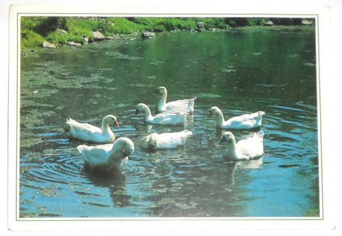POHLEDNICE, husa, 1990