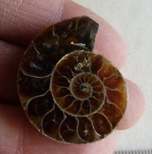 Amonit - 3,2 cm