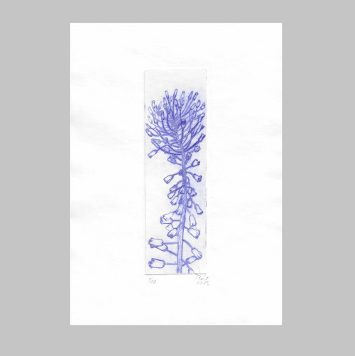 Autorská grafika - modřenec