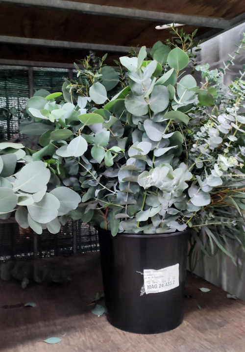 Svazek bohatý živý elegantní šedý Eucalyptus
