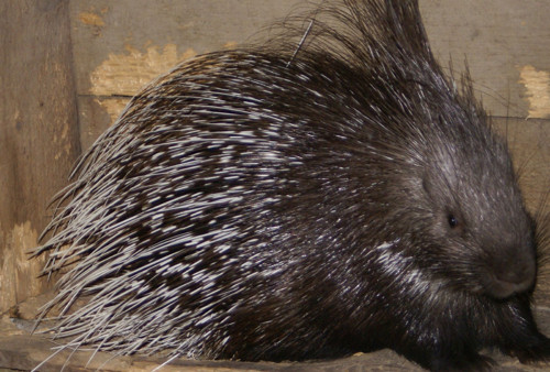 Dikobrazí ostny - různá velikost