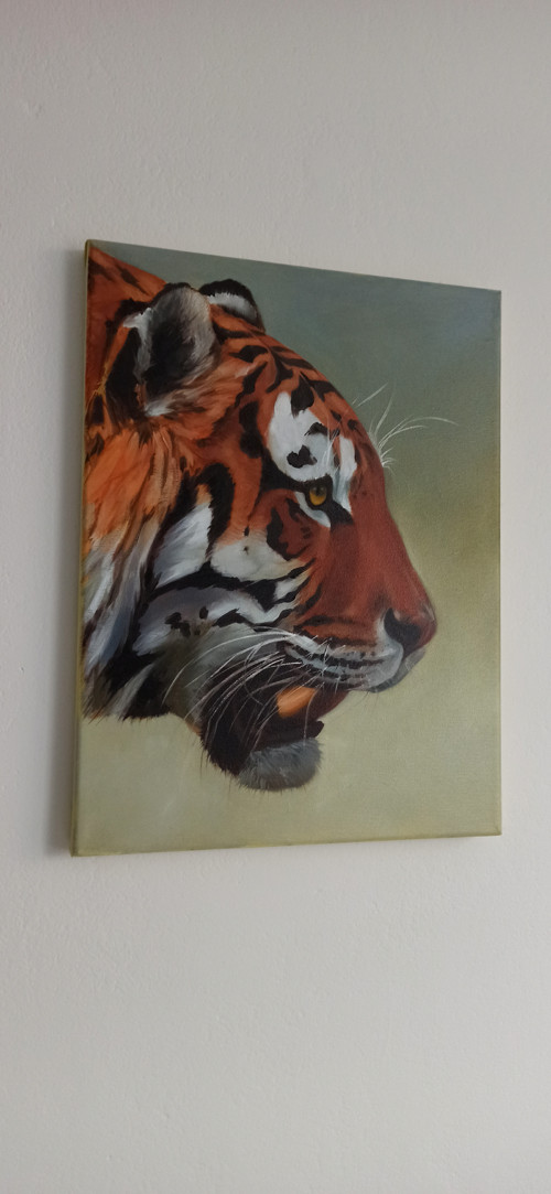 Hlava tygra, olej na plátně 30x40cm