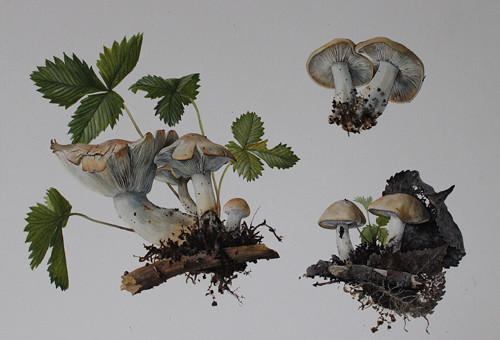 Májovka (Calocybe gambosa)