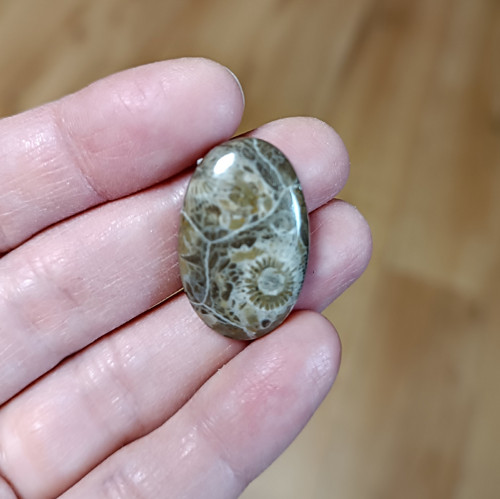 Zkamenělý korál, ID 3366, 27x18 mm - výprodej