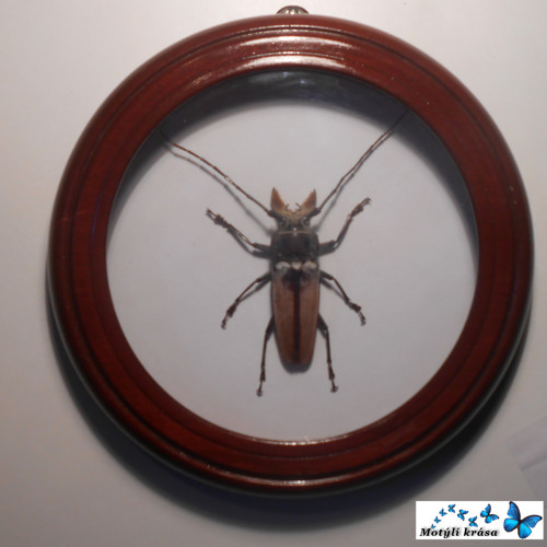 Callipogon Sp.