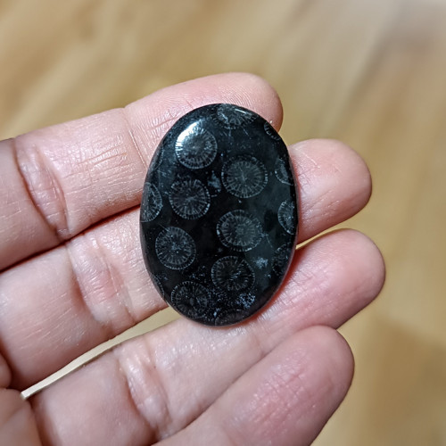 Zkamenělý korál, ID 3453, 34x23 mm - výprodej