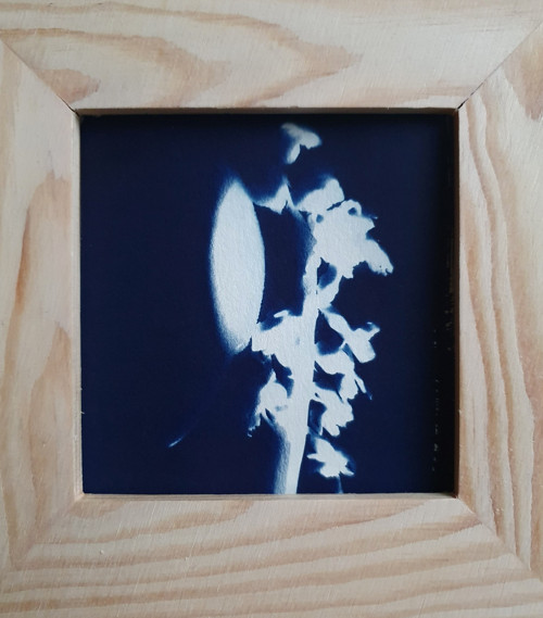HYACINT, originální kyanotypie — foto 1