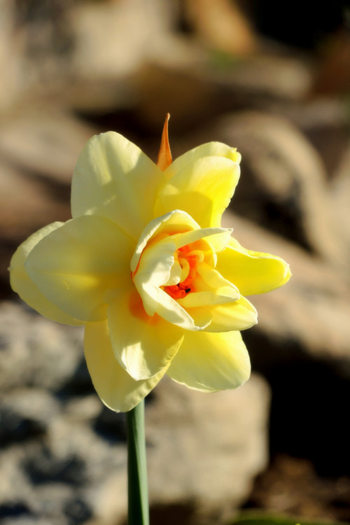 Přání velikonoční, narcisky — foto 1