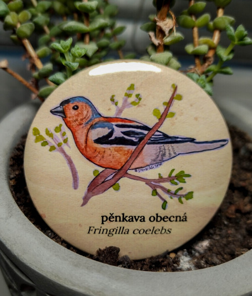 Placka pěnkava obecná 56 mm