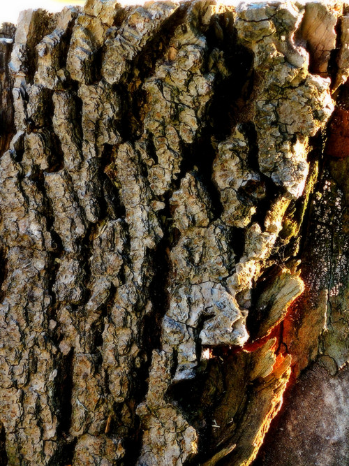 Příběhy stromů .. pohlednice — foto 1