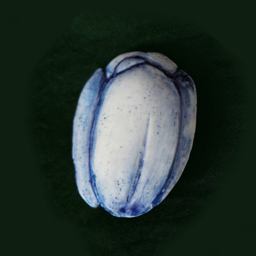 Modrý tulipán