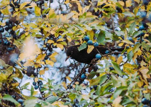 Pohlednice: Turdus merula v trnkách
