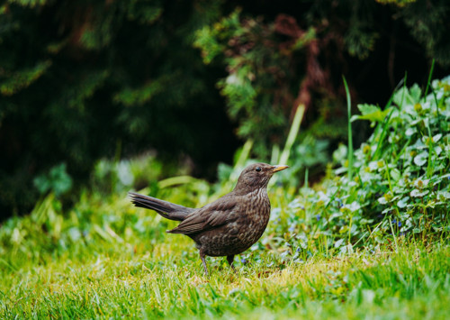 Pohlednice: Turdus merula — foto 1
