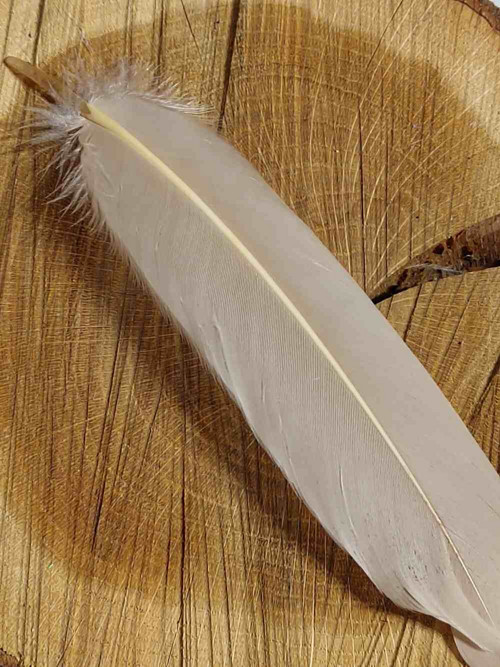 Husí peří délka 12-21 cm barva béžová