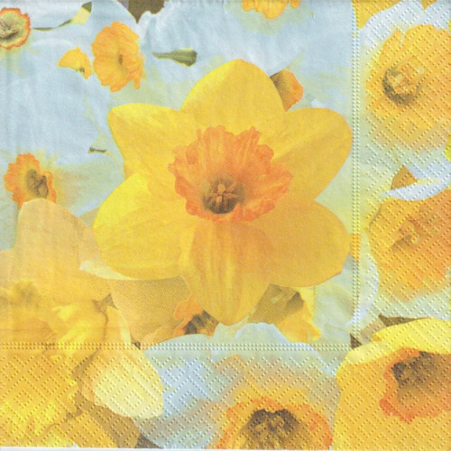 Ubrousek - narcisky