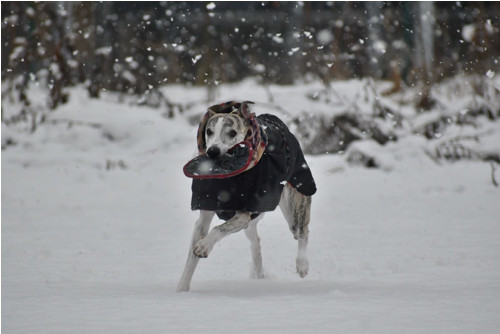 Frisbee pro pejsky — foto 1