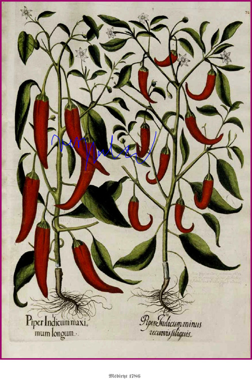 Chilli II — foto 1