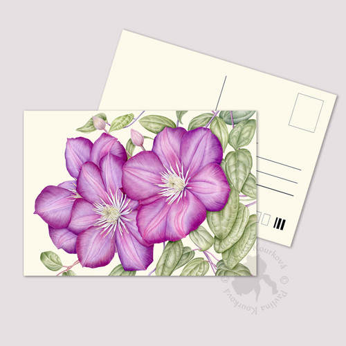 Clematis (plamének) - pohlednice