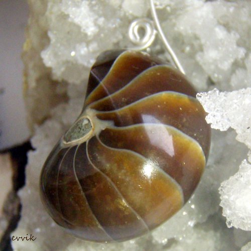 Nautilus - sbírkový kus — foto 1