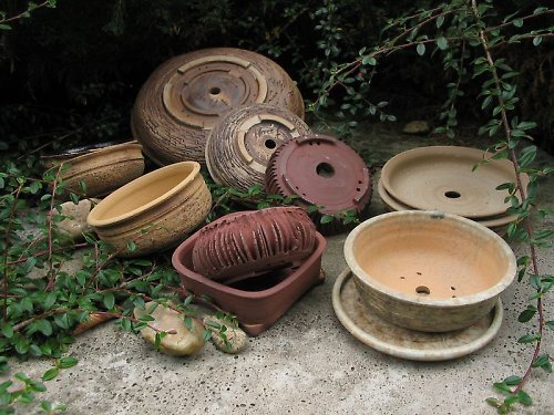 Bonsaiky — foto 1