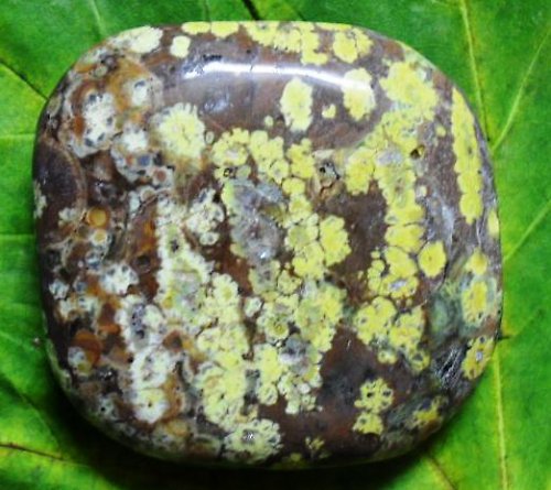 Jaspis leopard 42x40mm — foto 1
