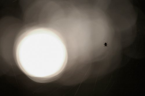 Ve stínu lamp — foto 1