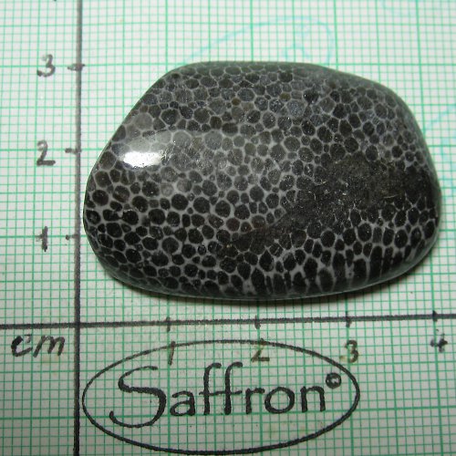 R-Bryozoan č.1 — foto 1