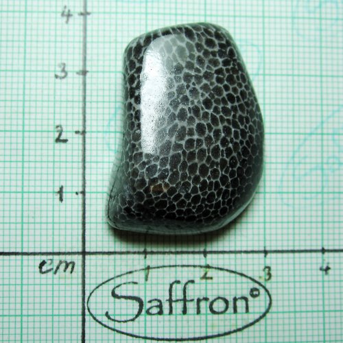 Bryozoan č.2 — foto 1