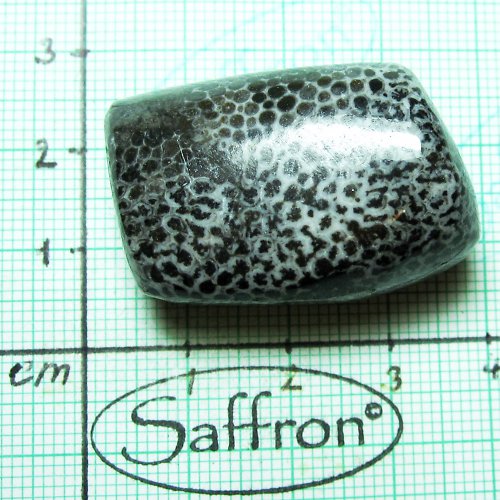 Bryozoan č.3 — foto 1