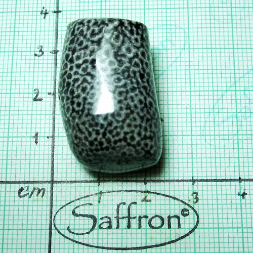 Bryozoan č.4 — foto 1