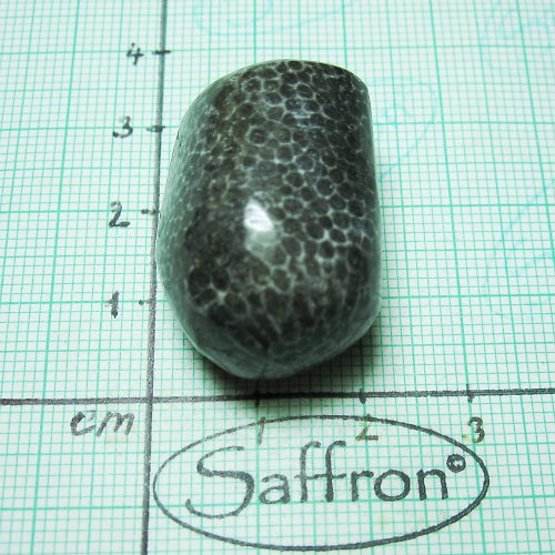 Bryozoan č.6 — foto 1
