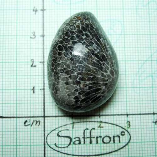 R- Bryozoan č.7 — foto 1