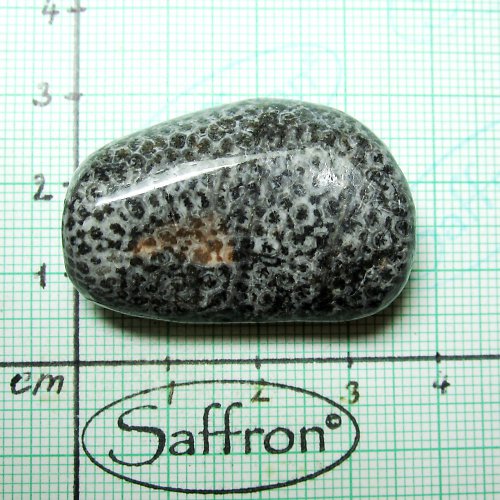 R-Bryozoan č.8 — foto 1