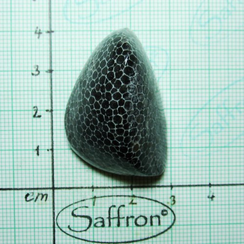 Bryozoan č.9 — foto 1