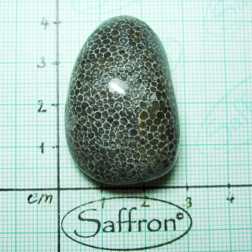 R-Bryozoan č.10 — foto 1
