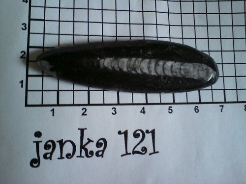 Orthoceras Maroko — foto 1