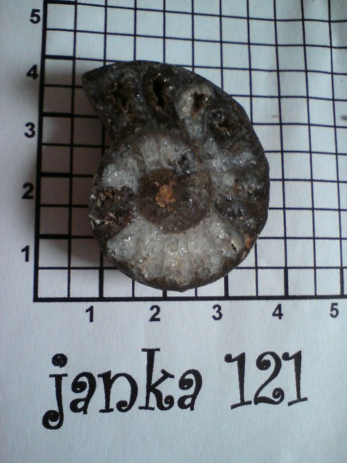 Amonit — foto 1
