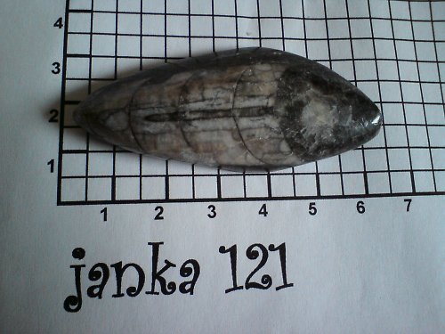 Orthoceras Maroko — foto 1