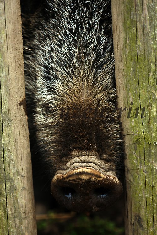 Snout pro Mumin — foto 1