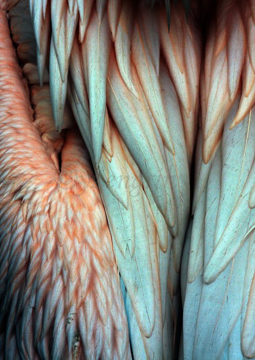Structure of Plumage 25 x 35,3cm — foto 1