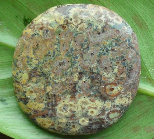 Jaspis leopard 45x43mm — foto 1