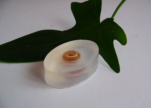 Hnědá Perlička — foto 1