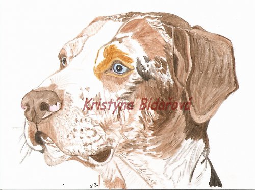 Louisianský leopardí pes - catahoula — foto 1
