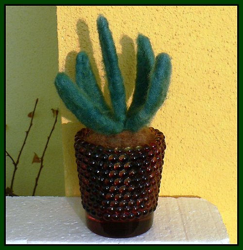 Aloe — foto 1