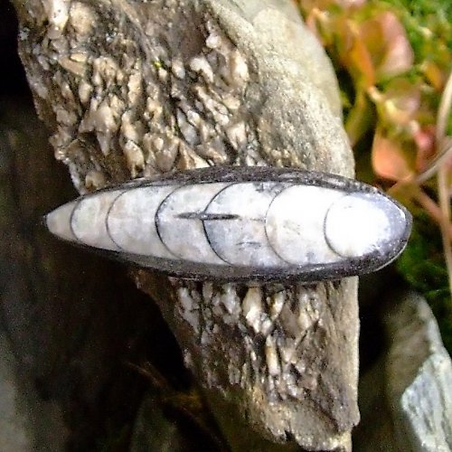 Zkamenělý orthoceras — foto 1