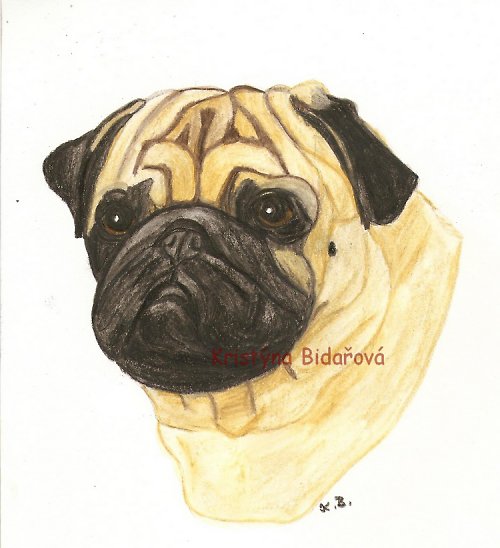 Mops — foto 1